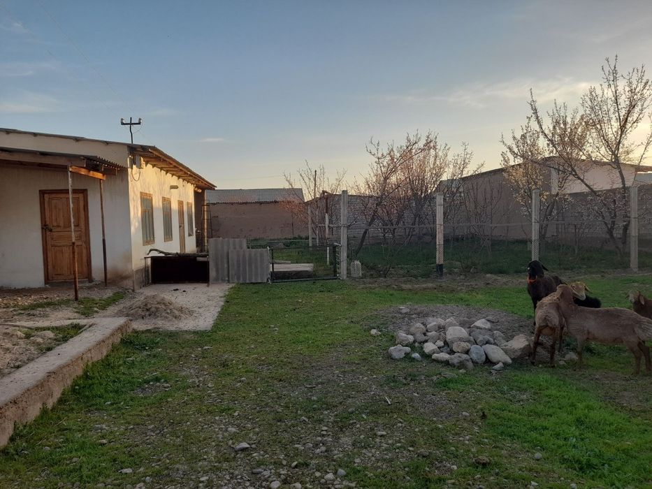 Yer sotiladi 8 sutix