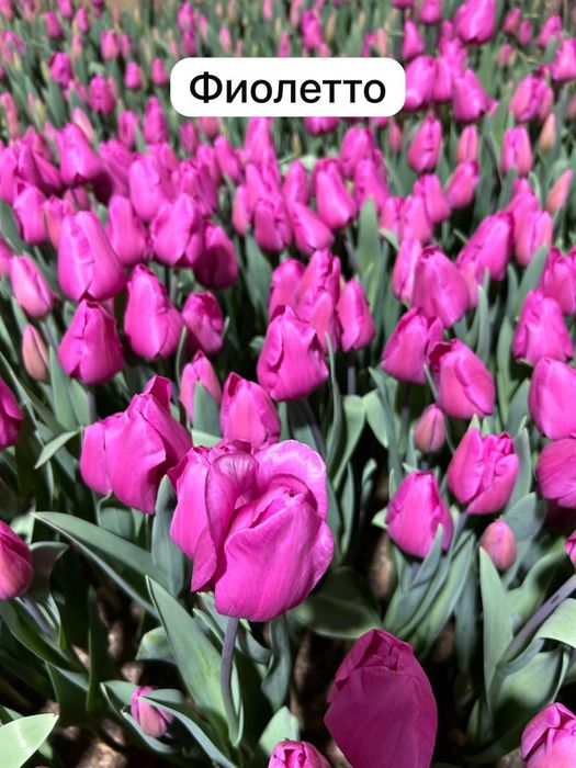 Тюльпаны оптом и в розницу!!!