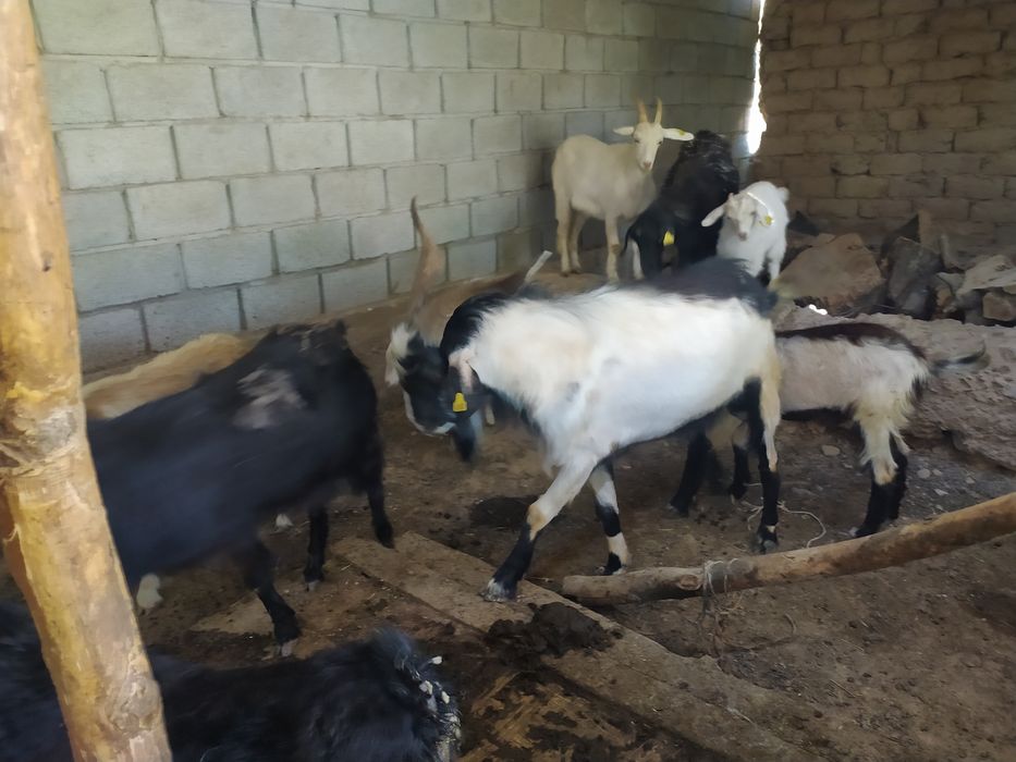 Олар бұрышта бір томпок қызды есекке сиқтырды