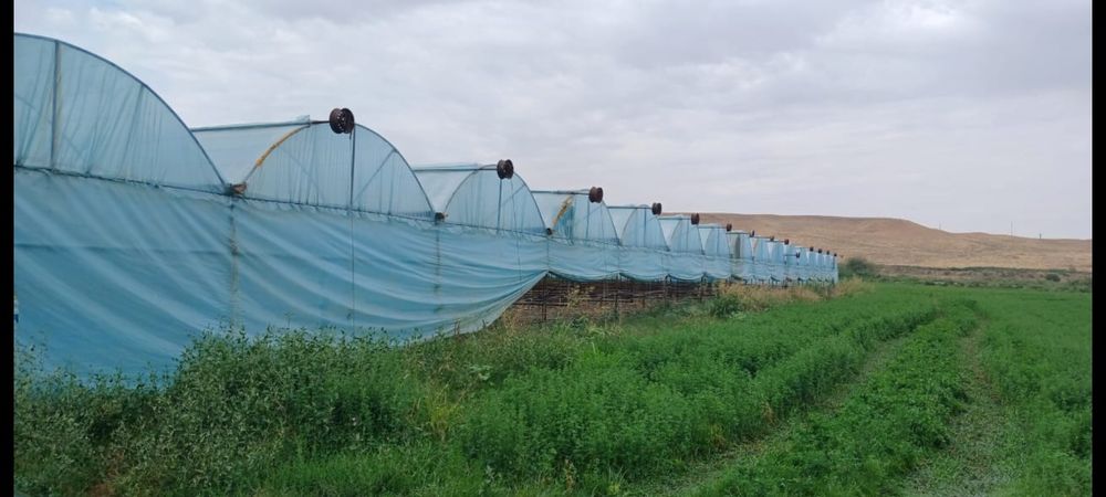 Теплица 32 соток