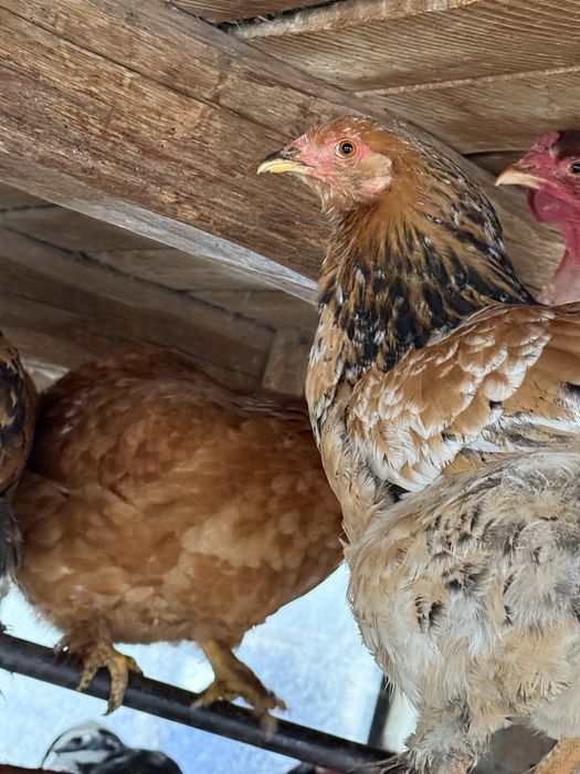 Gaini brahma colorate