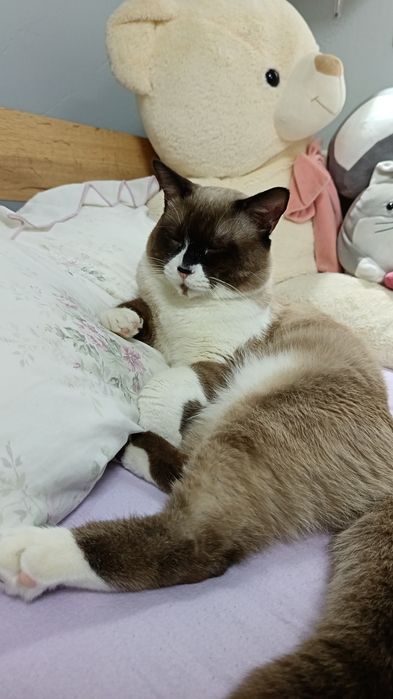 Donez pisicuță în vârstă de un an