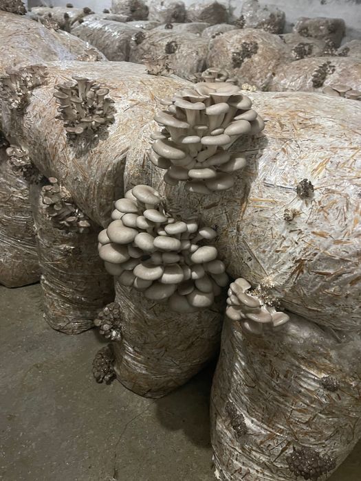 Pleurotus Bihor de vânzare