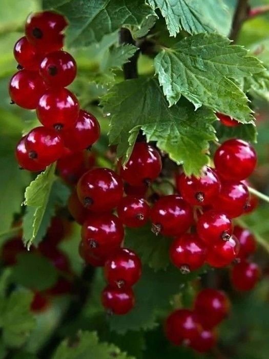 Arbuști Fructiferi (Coacăz Roșu)