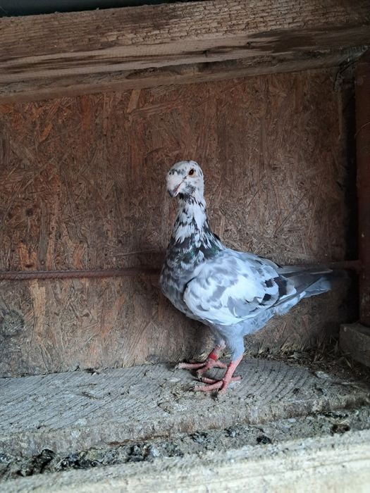 Porumbei de vânzare