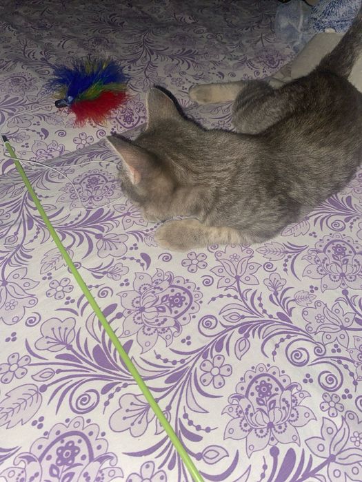 отдам котика в добрые руки