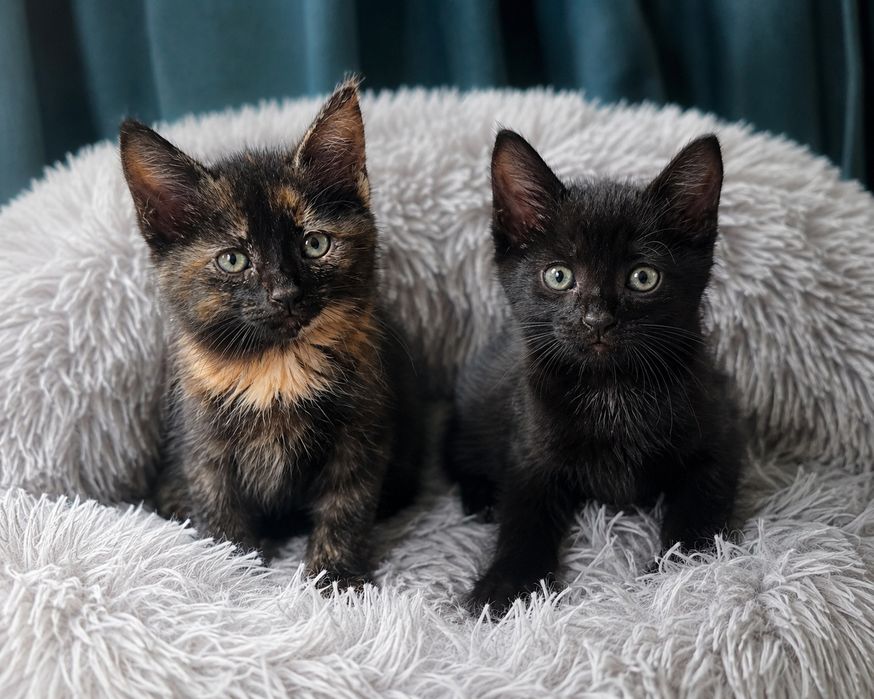 Отдам котят в добрые руки