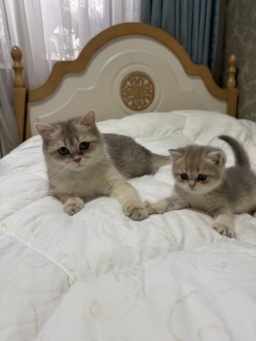 Британские Золотие шиншиллы!