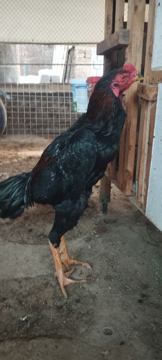 Дакан хўроз сотилади