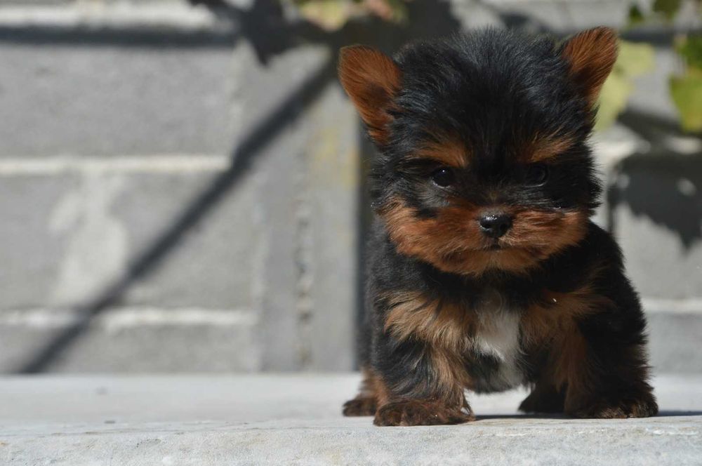 Йоркширски териер мини baby face