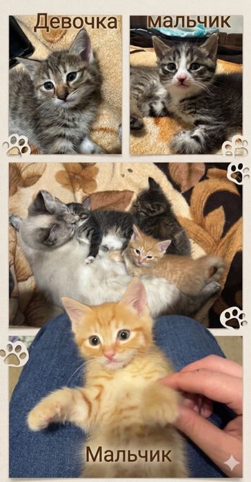 Котята в добрые руки бесплатно , Домашние котята ищут семью