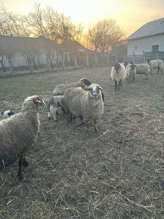 Oi suffolk și carabas