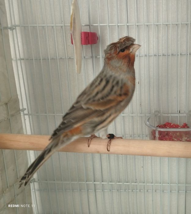 Канарейки самцы. Пающий.продается.