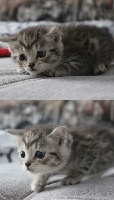 Котенок скоттиш страйт
