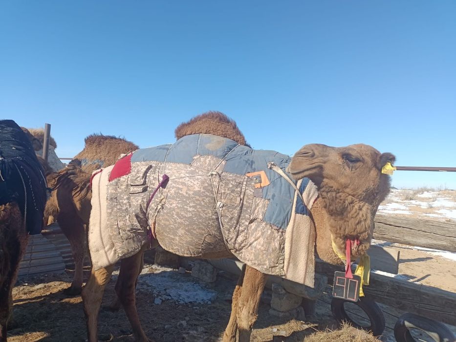 Туйе сатылады бесиншиге буаз аруана.