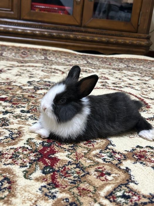 Продам декоративного кролика