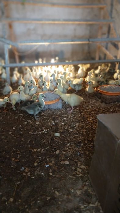 Гусята Линда и Крупно-серый