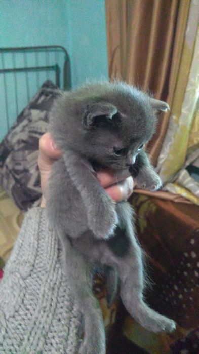 Отдам котят бесплатно