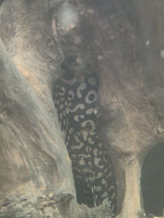 Vand pesti de acvariu, Endleri si Hypostomus Plecostomus cca 20cm