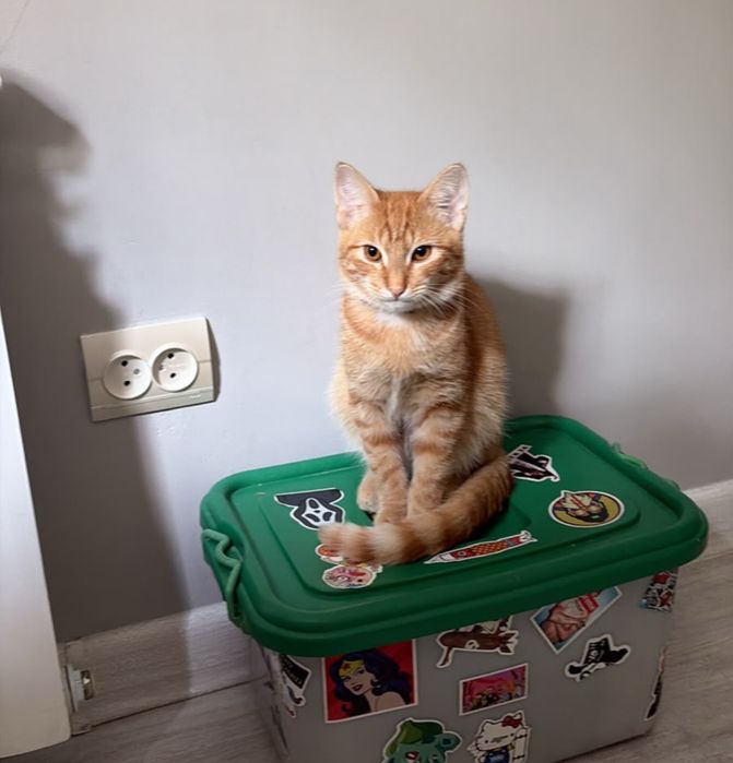 Отдадим в добрые руки