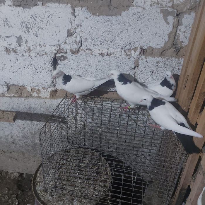 Чернашейки пара готовый лет боям