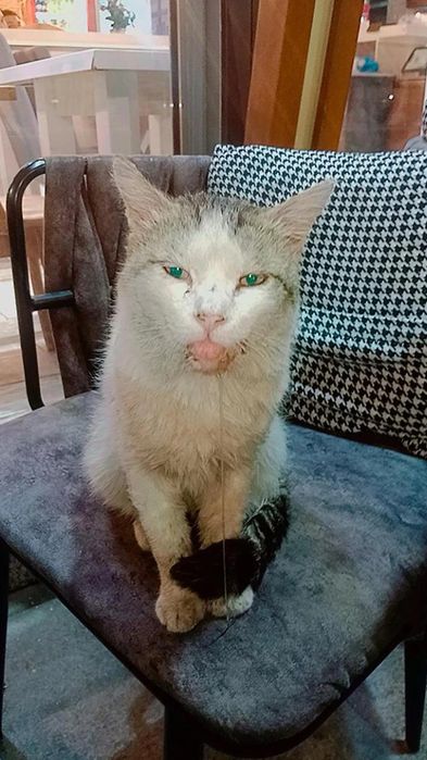 Коту очень нужна помощь