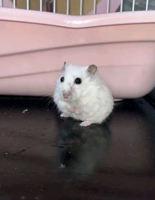 Хомяк джунгарский продаю