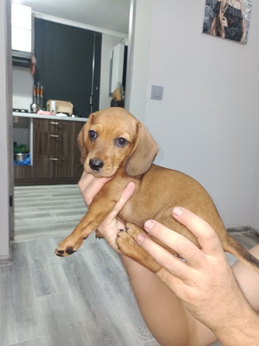 Такса девочка окрас рыжий