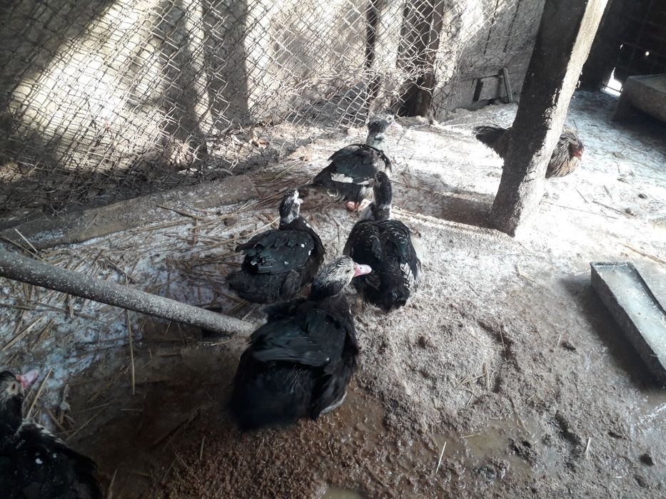 Rate leșești de vânzare ratoi