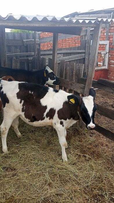 Продам телят 4-5 месяцев