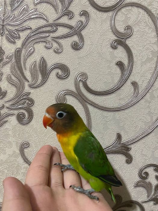 Попугаи неразлучники ручные