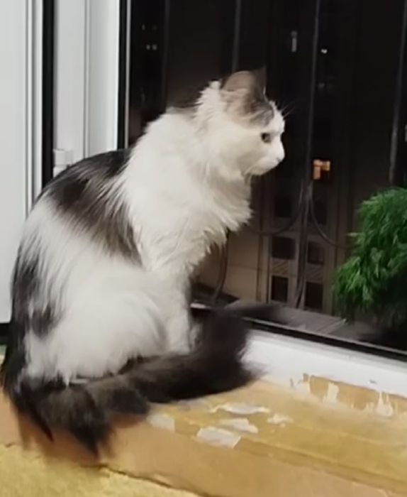 Mimi, taxminan bir yoshda, sterilizatsiya qilinmagan.
