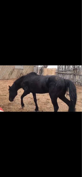 Срочна 5 жасар айғыр сатылат