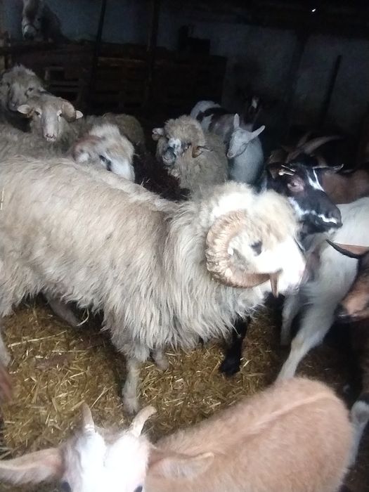 Vând un berbec frumos