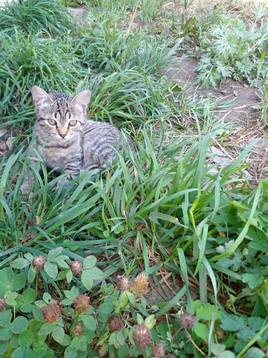 Отдам котят в добрые руки