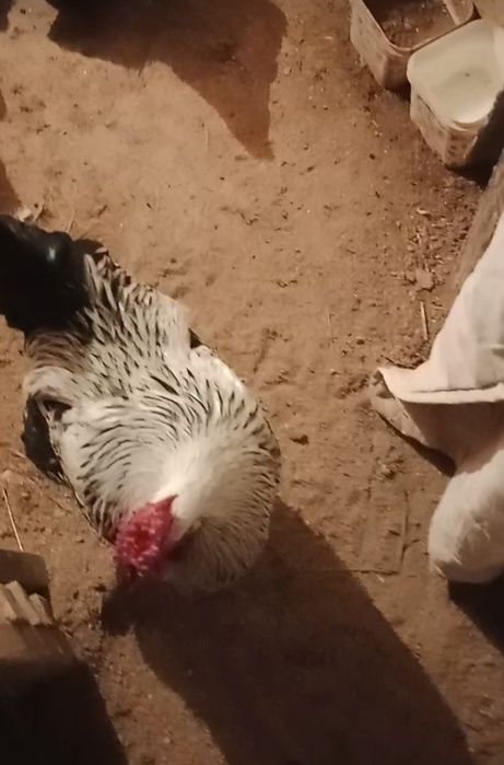 Қораз сатылады жас қораз