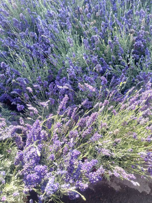 Саженцы ЛАВАНДЫ в продаже