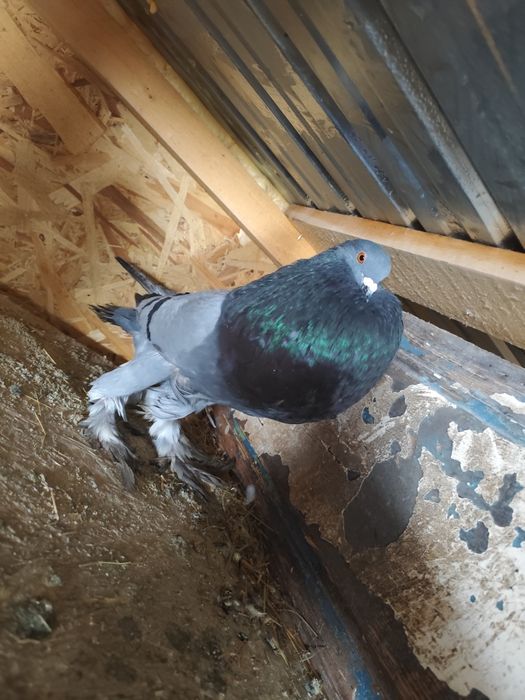 Porumbei de ornament