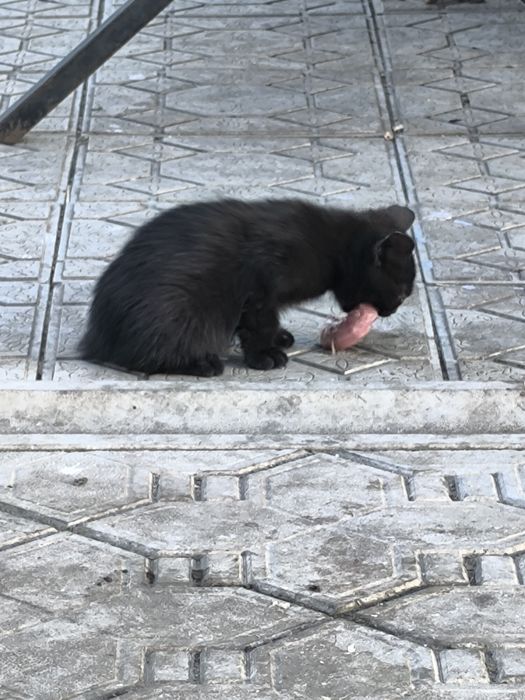 Котят в добрые руки