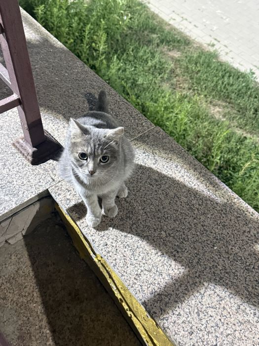 Кот шотландской породы