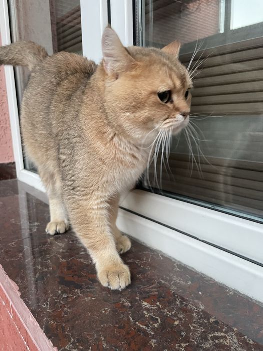 Кот золотая шиншилла