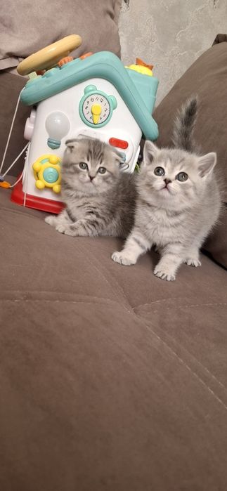 Шотландские котята