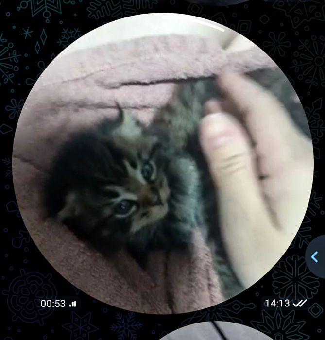 Продаётся котенок. Мушукча сотилади