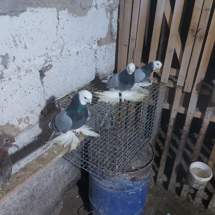 Маздоки  3 пара  обрезные