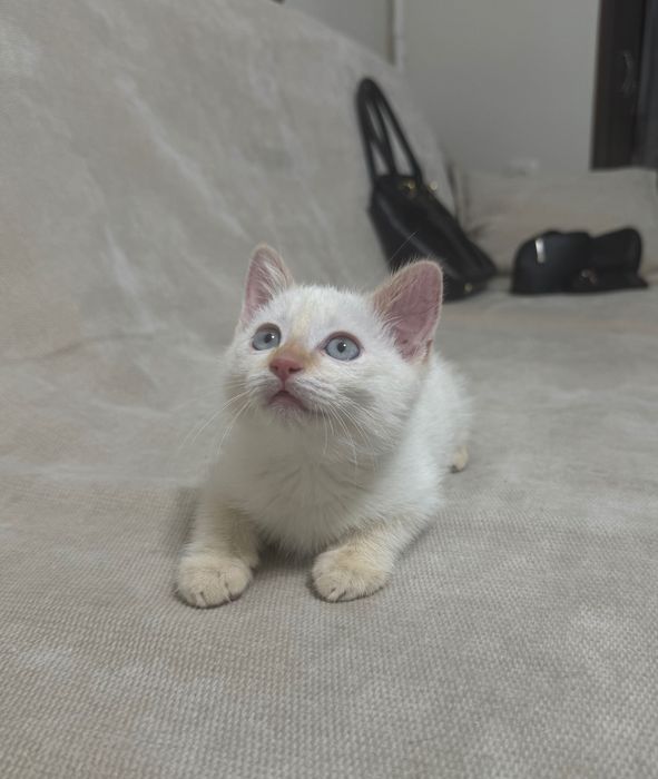 Отдается котенок (мальчик) 2 месяца