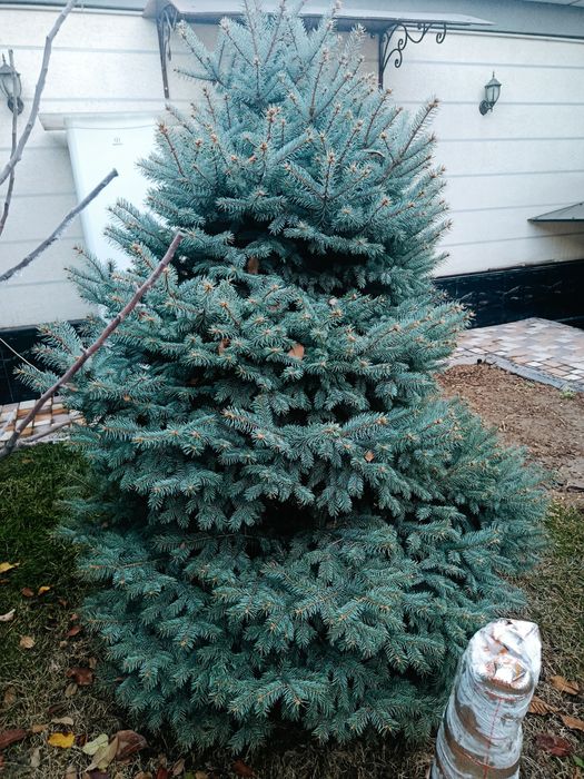 Голубая ель 2 мерир сотилади