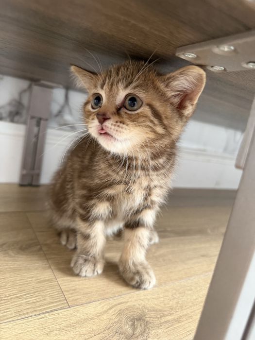 Котенок шотландский вислоухий!