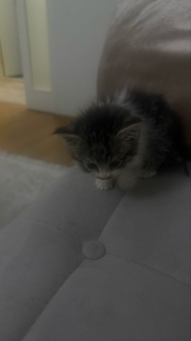 Бесплатно отдается котенок