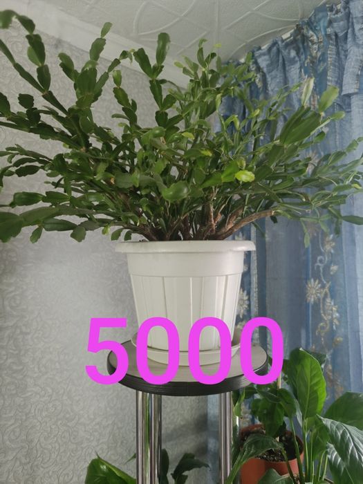 Продам дорого цветы