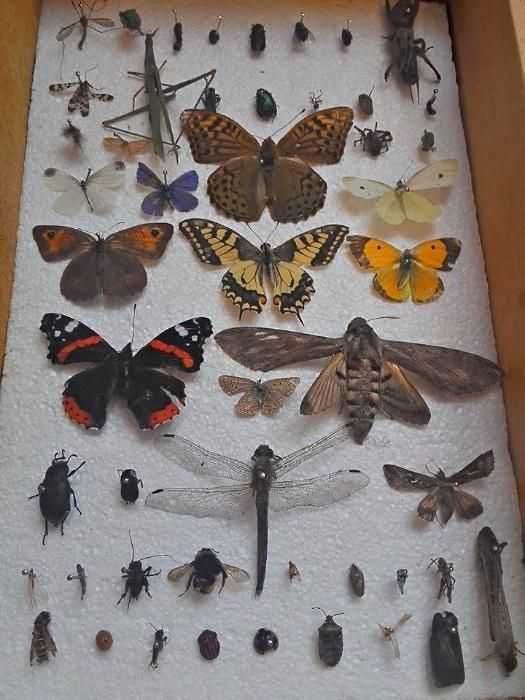 Insectar ptr școală / Facultate, elevi,insecte deosebite